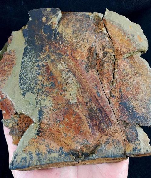 Buitengewoon compleet frontaal aanhangsel van, Verzamelen, Mineralen en Fossielen