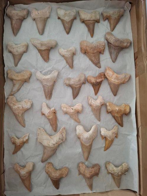 Verzameling van fossielen, tanden van de schuine ovulaire, Verzamelen, Mineralen en Fossielen