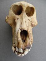 Baviaan Schedel - Papio anubis - with proof of legal origin, Verzamelen, Nieuw