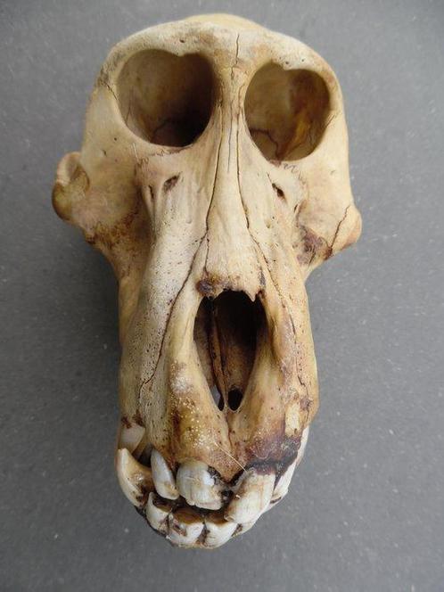 Baviaan Schedel - Papio anubis - with proof of legal origin, Verzamelen, Dierenverzamelingen