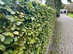 Beukenhaag Groene fagus sylvatica, Tuin en Terras, Verzenden, Beukenhaag, Haag, Minder dan 100 cm