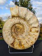Rare Large Thick White Ammonite - Fossiel rugschild -