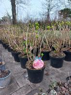 Hydrangea forever&ever Boeren hortensia grootformaat, Ophalen