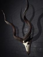 Greater Kudu Schedel - Tragelaphus strepsiceros - 45 cm -, Verzamelen, Dierenverzamelingen, Nieuw