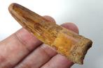Dinosaurus - Fossiele tand - Spinosaurus aegyptiacus - Big -