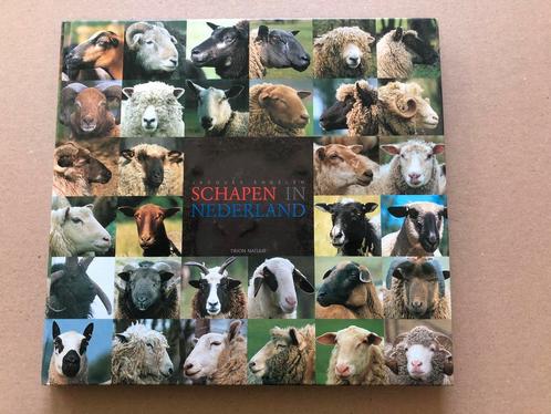 Schapen in Nederland - 65 Schapenrassen - NIEUW, Boeken, Dieren en Huisdieren, Zo goed als nieuw, Vee, Ophalen of Verzenden