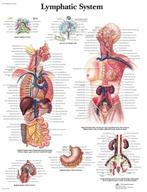 Anatomie poster lymfe (gelamineerd, 50x67 cm) + ophangsys..., Verzenden, Nieuw