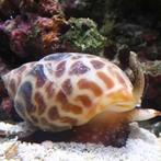 Babylonia slak (Leopard Snail), Ophalen of Verzenden, Nieuw