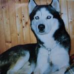 vinyl single 7 inch - Rijk de Gooyer - Hallo, Kozak! (Hal..., Cd's en Dvd's, Verzenden, Zo goed als nieuw