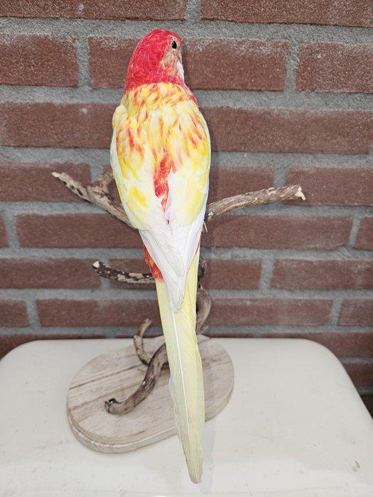 Goudrug rosella parkiet Taxidermie volledige montage -, Verzamelen, Dierenverzamelingen