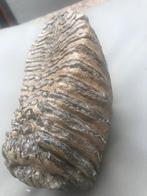 Wolharige mammoet - Fossiele tand - 13 cm - 7 cm