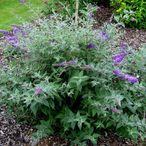 Buddleja davidii Blue Chip - 30-40 cm hoogte, Tuin en Terras, Planten | Tuinplanten, Ophalen of Verzenden