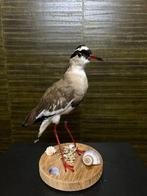 Kievit Taxidermie Opgezette Dieren By Max, Verzamelen, Dierenverzamelingen, Ophalen of Verzenden, Nieuw, Vogel, Opgezet dier