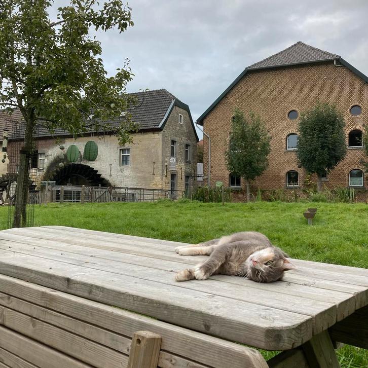 Vakantiewoning op unieke plek in zuid-Limburg bij Watermolen, Vakantie, Vakantiehuizen | Nederland, Landelijk, Limburg, Aan meer of rivier