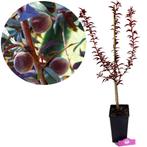Prunus Persica Rubira + pot 19cm, Tuin en Terras, Planten | Fruitbomen, Volle zon, Verzenden