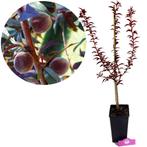 Prunus Persica Rubira + pot 19cm, Verzenden, Volle zon