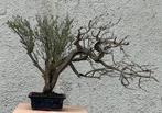 Bonsai Tijm - Hoogte (boom): 34 cm - Diepte (boom): 45 cm -