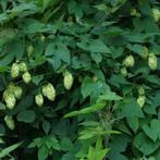 Humulus ‘lupulus’ - 80-100 cm, Tuin en Terras, Planten | Tuinplanten, Ophalen of Verzenden