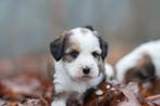 prachtige middelgrote pups boomer X tibetaanse terrier, Parvo, Nederland, 8 tot 15 weken, Meerdere