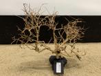 Osaka Bonsai Tree nr 22 - 44x15x37cm - aquascaping boom, Dieren en Toebehoren, Ophalen of Verzenden, Nieuw, Plant(en), Steen of Hout