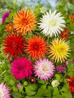 Dahlia Cactus gemengd – 10 stuks (mix, Dahlia’s kopen?), Ophalen of Verzenden