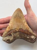 Enorme Megalodon tand 13,8 cm - Fossiele tand - Carcharocles