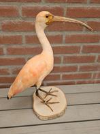 rode ibis Taxidermie volledige montage - Eudocimus ruber) -, Verzamelen, Dierenverzamelingen, Nieuw