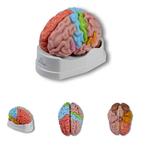 Anatomie model hersenen, regionaal en functioneel, 5-delig, Nieuw, Verzenden