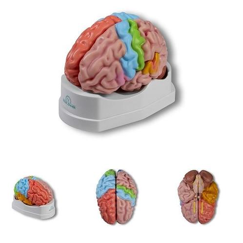 Anatomie model hersenen, regionaal en functioneel, 5-delig, Sport en Fitness, Overige Sport en Fitness, Nieuw, Verzenden