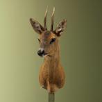 Reebok Zomervacht Taxidermie Opgezette Dieren By Max, Ophalen of Verzenden, Nieuw, Wild dier, Opgezet dier