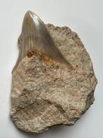 Megalodon tand in matrix, 13,5 cm tand, 8 cm - Fossiele tand
