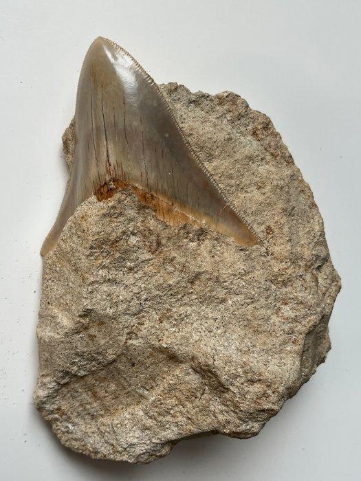 Megalodon tand in matrix, 13,5 cm tand, 8 cm - Fossiele tand, Verzamelen, Mineralen en Fossielen