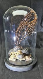 Rare presentation of a museum preparation of real, Nieuw