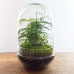 DIY terrarium - Egg XL -  30 cm, Verzenden