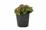 Vetkruid Sedum spurium Schorbuser Blut 5-10 Pot P9, Tuin en Terras, Planten | Tuinplanten