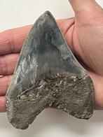 Megalodon tand 10,7 cm - Fossiele tand - Carcharocles