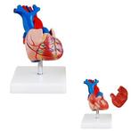Anatomie model hart, 2-delig, 15x9x6 cm, Verzenden, Nieuw