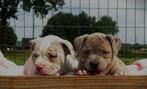 Old English Bulldog pups, t gezonde type! Mogen direct mee!, Parvo, Nederland, 8 tot 15 weken, Bulldog