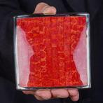 Echt exclusief exemplaar - Rood bamboekoraal met