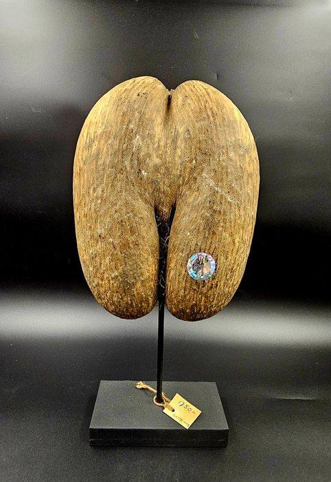 Coco de mer Taxidermie volledige montage - Lodoicea, Antiek en Kunst, Curiosa en Brocante