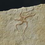 Uitstekende fossiele zeester - Natuurlijk - Gefossiliseerd, Verzamelen