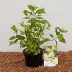 Pluimhortensia: Hydrangea Paniculata ‘Limelight’ ® (wit, Tuin en Terras, Ophalen of Verzenden, Overige soorten