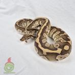 bewezen kweekgroep python regius, Dieren en Toebehoren, Reptielen en Amfibieën, Slang, Tam, 3 tot 6 jaar