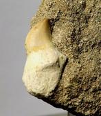 Fijn Mosasaurus-tand op steen - Fossiele tand - Halisaurus, Verzamelen, Mineralen en Fossielen