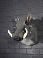 Large African Warthog Schedel - Phacochoerus africanus - 52, Nieuw