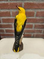 Eurasian Golden Oriol - with closed footr Taxidermie, Nieuw