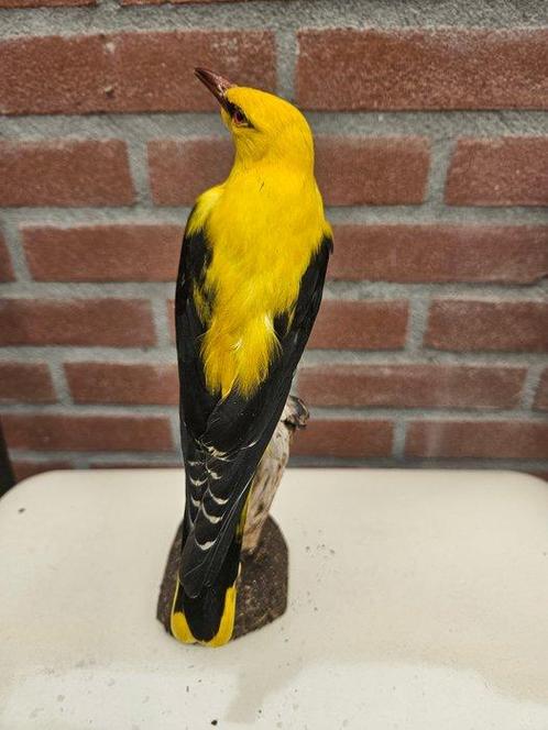 Eurasian Golden Oriol - with closed footr Taxidermie, Verzamelen, Dierenverzamelingen