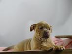 Old English Bulldog pups! t Gezonde type, Mogen direct mee!, Parvo, Nederland, 8 tot 15 weken, Bulldog