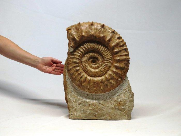 Grote maat 35 cm - Decoratieve ammoniet op standaard -, Verzamelen, Mineralen en Fossielen