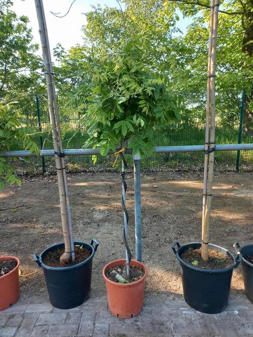 Wisteria Blauwe regen, Tuin en Terras, Planten | Struiken en Hagen, Ophalen